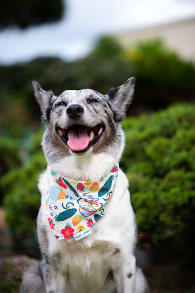 Quick dry doggy bandana