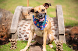 Quick dry doggy bandana